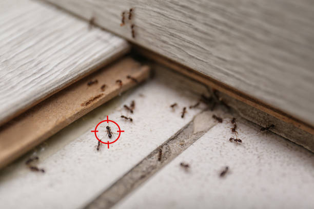Best Pest Removal Services  in Fuquay Varina, NC
