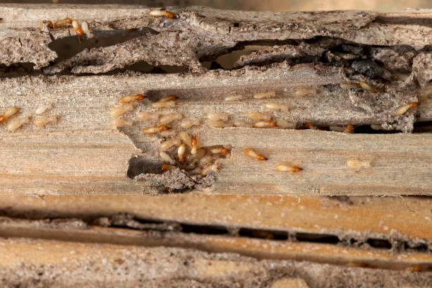 Best Exterminator Services  in Fuquay Varina, NC